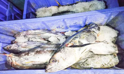 പഴകിയ മത്സ്യം പിടികൂടി