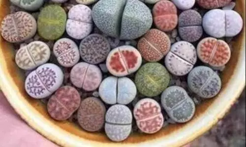 lithops-plant