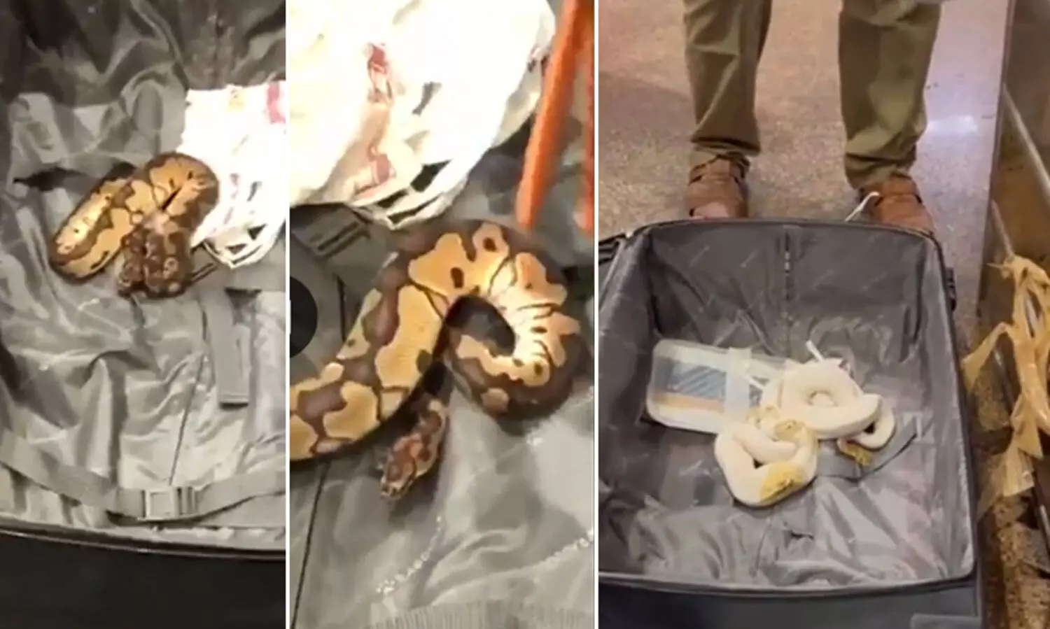ബാഗിൽ 47 പാമ്പുകൾ, രണ്ട് പല്ലികൾ; വിമാനത്താവളത്തിൽ യാത്രക്കാരൻ പിടിയിൽ