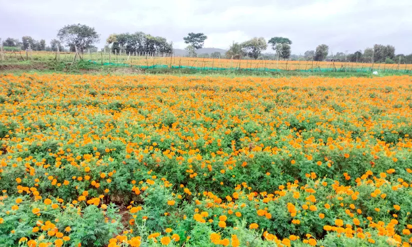 ക​ന​ത്ത മ​ഴ; അ​തി​ർ​ത്തി ഗ്രാ​മ​ങ്ങ​ളി​ലെ പൂ​കൃ​ഷി ന​ശി​ക്കു​ന്നു