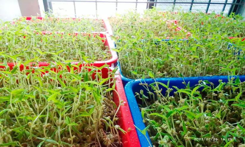 മൈക്രോ ഗ്രീന് കൃഷിയുമായി മുളിയാര് കുടുംബശ്രീ മൈക്രോ ഗ്രീന് കൃഷിയുമായി മുളിയാര് കുടുംബശ്രീ