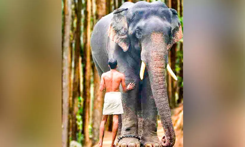 കരിവീരൻ കോന്നി സുരേന്ദ്രൻ ഓണത്തിന് കോന്നിയിലെത്തും