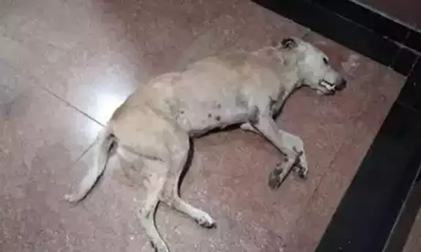 വലിയതുറയില് തെരുവുനായ്ക്കളെ കൊന്നൊടുക്കിയതായി പരാതി വലിയതുറയില് തെരുവുനായ്ക്കളെ കൊന്നൊടുക്കിയതായി പരാതി