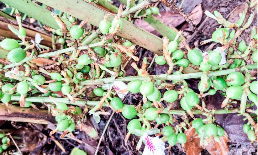 ഏലം കർഷകർക്ക് വിനയായി വ്യാജ കീടനാശിനികളും ഏജൻസികളും