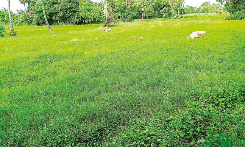 കൃ​ഷി​യി​റ​ക്കാ​തെ കാ​ടു​പി​ടി​ച്ച് നെ​ൽ​പാ​ട​ങ്ങ​ൾ