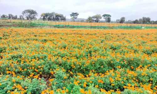 ക​ന​ത്ത മ​ഴ; അ​തി​ർ​ത്തി ഗ്രാ​മ​ങ്ങ​ളി​ലെ പൂ​കൃ​ഷി ന​ശി​ക്കു​ന്നു