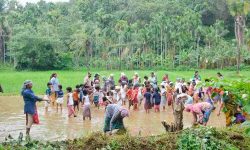 ചെറിയാക്കര വയൽ തുറന്ന ക്ലാസ് മുറിയായി; കുട്ടികൾക്ക് വയലും പാഠമായി