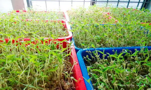 മൈക്രോ ഗ്രീന്‍ കൃഷിയുമായി മുളിയാര്‍ കുടുംബശ്രീ