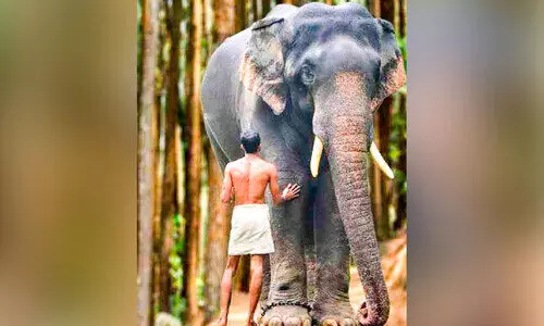 കരിവീരൻ കോന്നി സുരേന്ദ്രൻ ഓണത്തിന് കോന്നിയിലെത്തും കരിവീരൻ കോന്നി സുരേന്ദ്രൻ ഓണത്തിന് കോന്നിയിലെത്തും