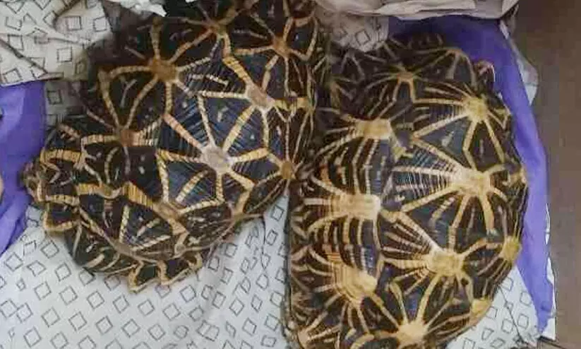 star turtle star turtle
