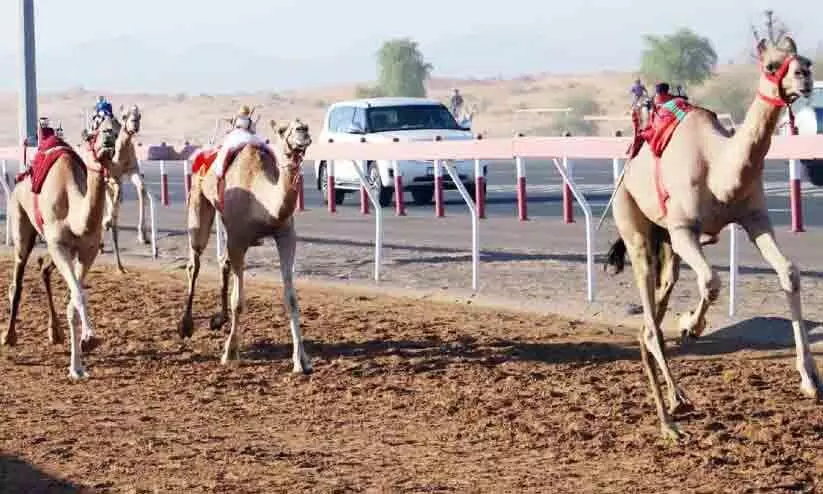 camel race