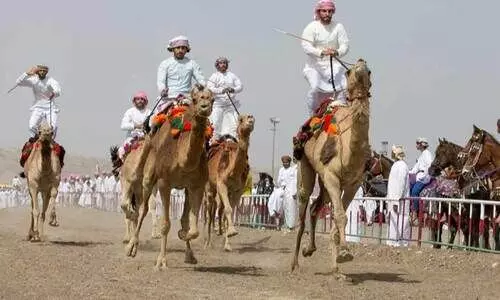 ​സൗദി ക്രൗൺ പ്രിൻസ്​ ഒട്ടകോത്സവത്തിന് ഇന്ന് തുടക്കം​; വിജയിക്ക് 3.83 കോടി രൂപ സമ്മാനം