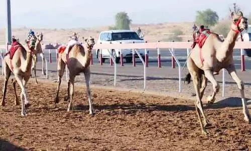 camel race