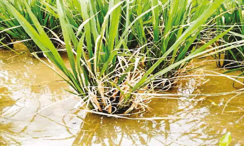 നെൽപ്പാടങ്ങളിലെ ഓല കരിച്ചിൽ: ജാഗ്രത നിർദേശവുമായി കൃഷിവകുപ്പ്