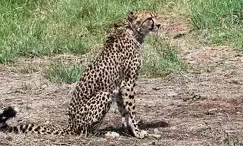 Female cheetah found dead at Kuno