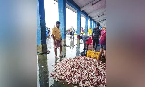 വല നിറയെ കിളിമീൻ; ആദ്യ ദിനം ആശ്വാസ മടക്കം