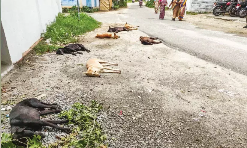 ജീ​വ​നെ​ടു​ത്ത് തെ​രു​വു​നാ​യ്ക്ക​ൾ