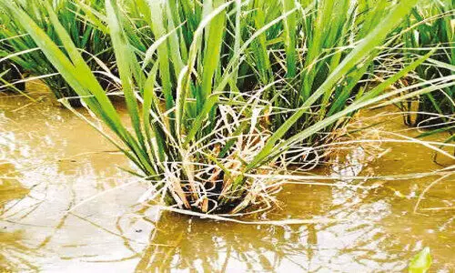 നെൽപ്പാടങ്ങളിലെ ഓല കരിച്ചിൽ: ജാഗ്രത നിർദേശവുമായി കൃഷിവകുപ്പ്