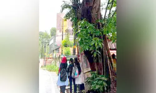 അപകട ഭീഷണിയായി ദേശീയപാതയിലെ ജീർണിച്ച വന്മരം