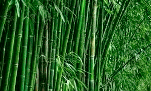 മലമടക്കു ഗ്രാമങ്ങളിൽ ഈറ്റ മുറിച്ചുകടത്ത് വ്യാപകം മലമടക്കു ഗ്രാമങ്ങളിൽ ഈറ്റ മുറിച്ചുകടത്ത് വ്യാപകം