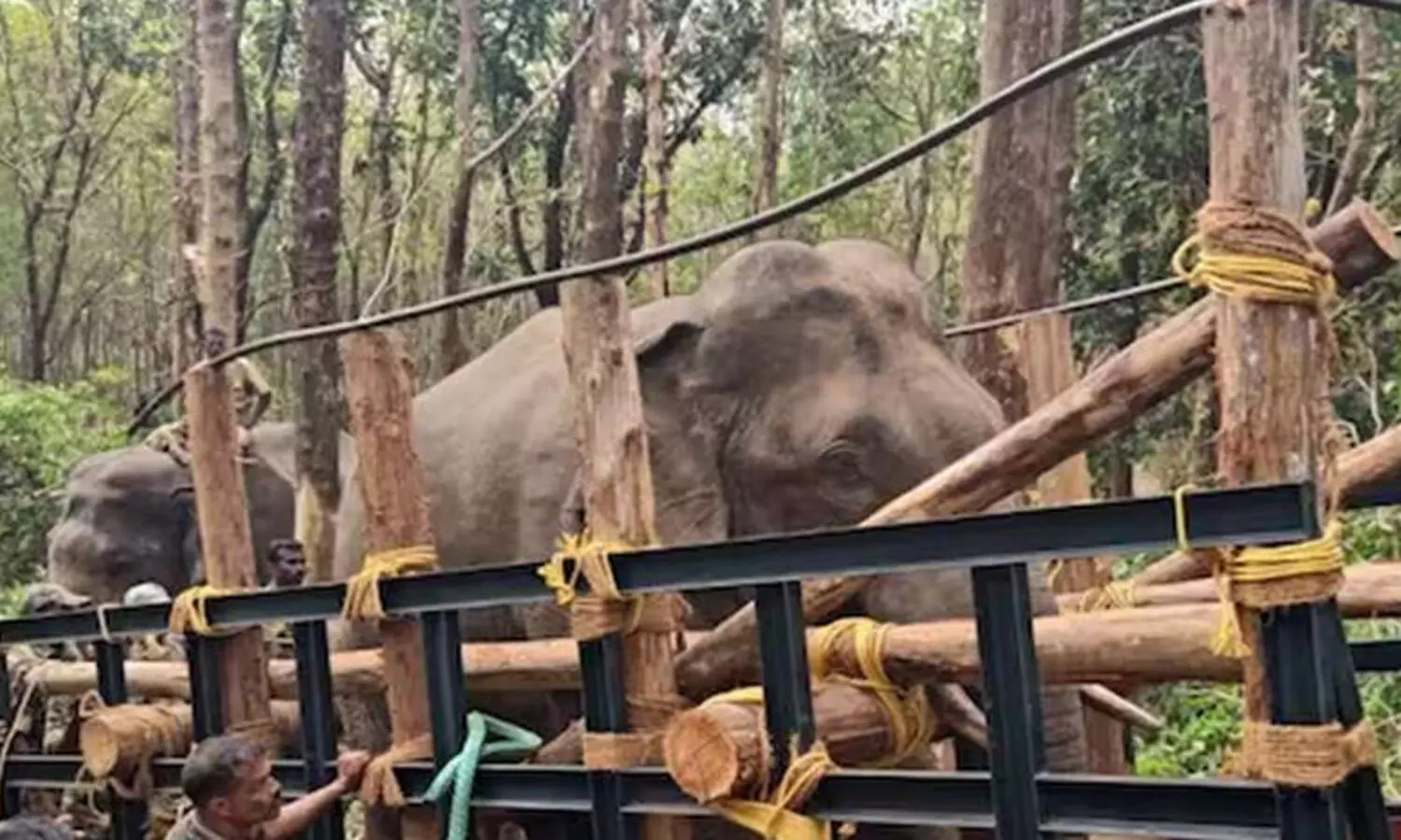 കാഴ്ചപരിമിതി; പി.ടി ഏഴിന്റെ ശസ്ത്രക്രിയ നടത്താൻ വനംവകുപ്പ്