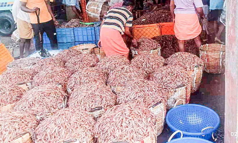 ചാകര ചാകര ചാകരാ...  കടൽ കനിഞ്ഞു, വലയും മനസ്സും നിറച്ച് ചെമ്മീൻ