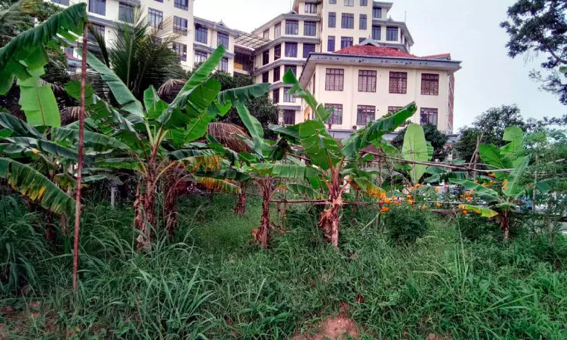 കാടുമൂടി സിവില് സ്റ്റേഷനിലെ കൃഷിയിടം കാടുമൂടി സിവില് സ്റ്റേഷനിലെ കൃഷിയിടം