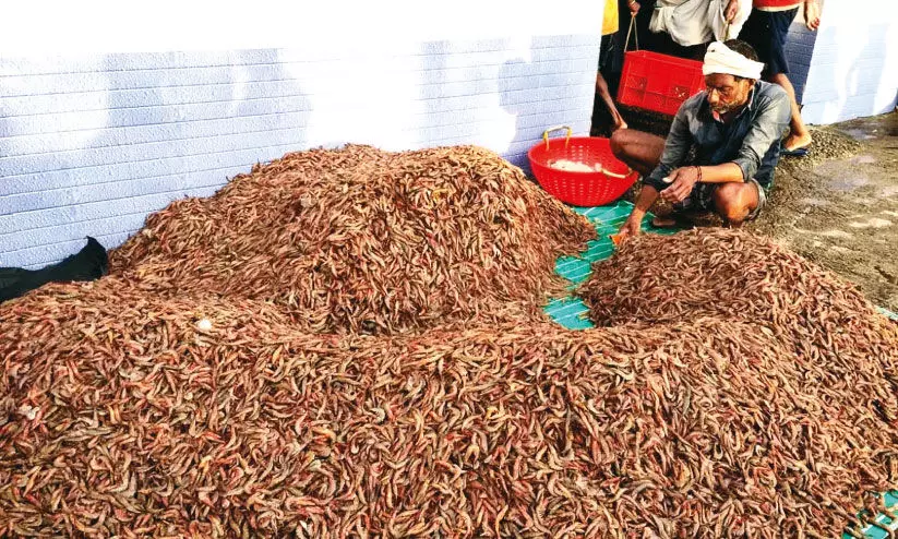 കരിക്കാടി ഉണ്ട്; വില കിട്ടുന്നില്ലെന്ന് ബോട്ടുടമകൾ കരിക്കാടി ഉണ്ട്; വില കിട്ടുന്നില്ലെന്ന് ബോട്ടുടമകൾ