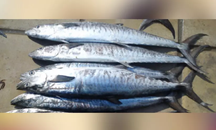 നെയ്മീൻ പിടിക്കുന്നതിന് 15 മുതൽ വിലക്ക് നെയ്മീൻ പിടിക്കുന്നതിന് 15 മുതൽ വിലക്ക്