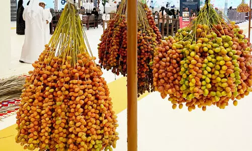 അജ്മാന്‍ ലിവ ഈത്തപ്പഴ മേള ഇന്ന് സമാപിക്കും