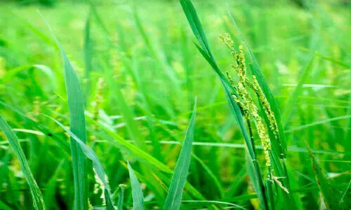 നിറസമൃദ്ധം ഈ വയലേലകൾ; പോയകാല പ്രതാപം വീണ്ടെടുത്ത് കളപ്പുറം