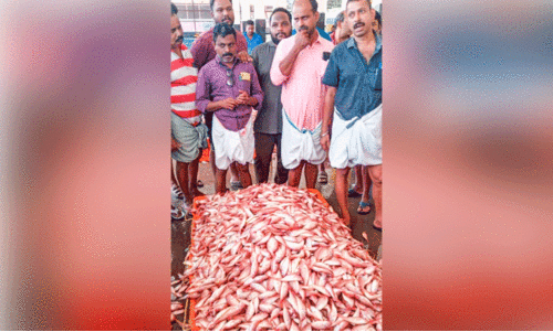 ട്രോളിങ് നിരോധനം കഴിഞ്ഞുള്ള ആദ്യവരവിൽ വലനിറച്ച് കിളിമീനുകൾ