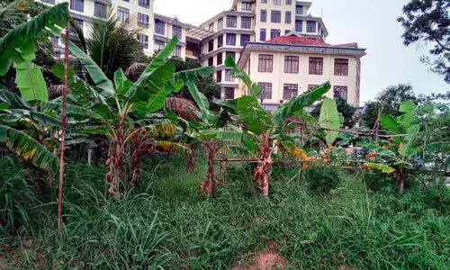 കാടുമൂടി സിവില്‍ സ്റ്റേഷനിലെ കൃഷിയിടം