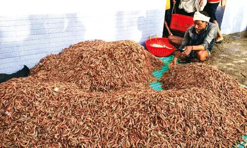 ക​രി​ക്കാ​ടി ഉ​ണ്ട്; വി​ല കി​ട്ടു​ന്നി​​ല്ലെ​ന്ന് ബോ​ട്ടു​ട​മ​ക​ൾ