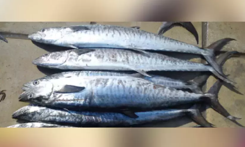 നെ​യ്​​മീ​ൻ പി​ടി​ക്കു​ന്ന​തി​ന്​ 15 മു​ത​ൽ വി​ല​ക്ക്​