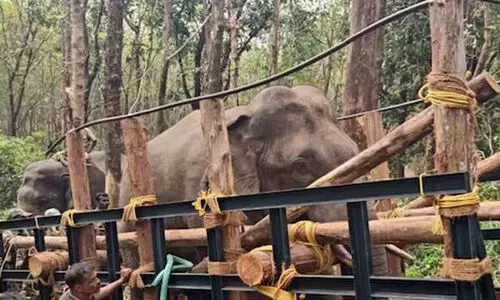 കാഴ്ചപരിമിതി; പി.ടി ഏഴിന്റെ ശസ്ത്രക്രിയ നടത്താൻ വനംവകുപ്പ്