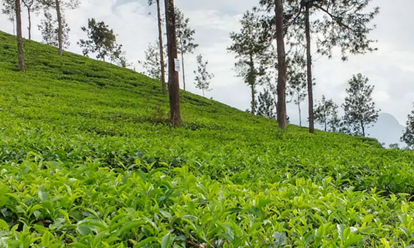 വിലയില്ല, ഉൽപാദനച്ചെലവും കൂടി; ചെറുകിട കര്ഷകര് തേയില കൃഷി മതിയാക്കുന്നു വിലയില്ല, ഉൽപാദനച്ചെലവും കൂടി; ചെറുകിട കര്ഷകര് തേയില കൃഷി മതിയാക്കുന്നു