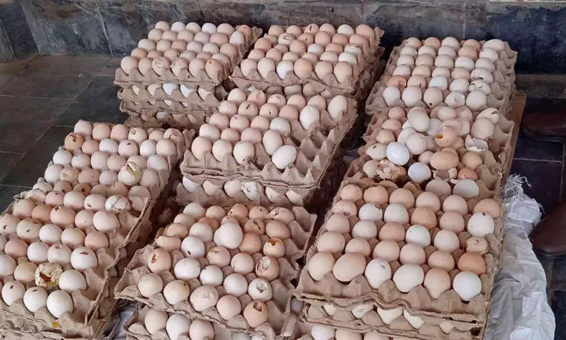 ബേക്കറിയിൽ ദുർഗന്ധം വമിക്കുന്ന 33 ട്രേ ചീമുട്ട; ആരോഗ്യ വിഭാഗം നശിപ്പിച്ചു ബേക്കറിയിൽ ദുർഗന്ധം വമിക്കുന്ന 33 ട്രേ ചീമുട്ട; ആരോഗ്യ വിഭാഗം നശിപ്പിച്ചു