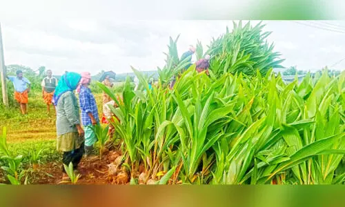 ആറളം ഫാമിൽനിന്ന് 60,000 തെങ്ങിൻതൈകൾ കർഷകരിലേക്ക്