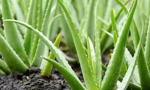 വീട്ടിൽ കറ്റാർവാഴ തഴച്ചുവളരണോ? നോക്കാം ഇക്കാര്യങ്ങൾ