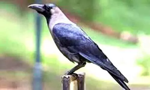 സൗദിയിൽ വിരുന്നെത്തിയ ഇന്ത്യൻ കാക്കകൾ മടങ്ങുന്നില്ല; നിയന്ത്രണത്തിനൊരുങ്ങി പരിസ്ഥിതി വകുപ്പ്