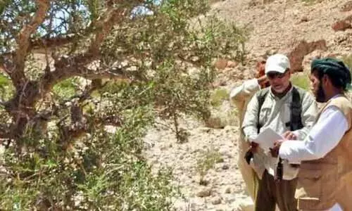 കുന്തിരിക്കമരം സംരക്ഷണത്തിന് പഠനം; കന്നുകാലി മേയൽ, കീടശല്യം എന്നിവ ഭീഷണി