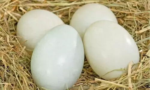 നാടൻ താറാവ് മുട്ടക്ക് ക്ഷാമം; മുതലെടുത്ത് വ്യാജലോബി നാടൻ താറാവ് മുട്ടക്ക് ക്ഷാമം; മുതലെടുത്ത് വ്യാജലോബി