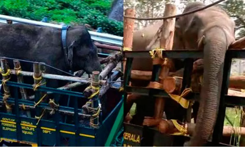 അരിക്കൊമ്പൻ, പി.ടി സെവൻ ദൗത്യത്തിന് സർക്കാറിന് ചെലവ് 33 ലക്ഷം