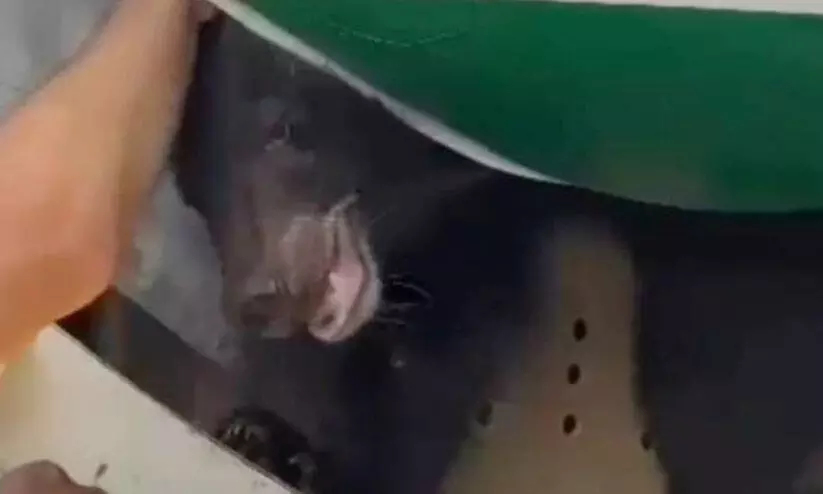 Bear Dubai Bear Dubai