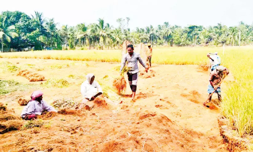 രാമച്ചം ഭൗമസൂചിക പദവിയിലേക്ക് രാമച്ചം ഭൗമസൂചിക പദവിയിലേക്ക്