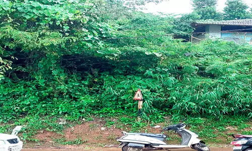 കാടുമൂടി വൈദ്യുതി ലൈൻ അപകടഭീതി കാടുമൂടി വൈദ്യുതി ലൈൻ അപകടഭീതി