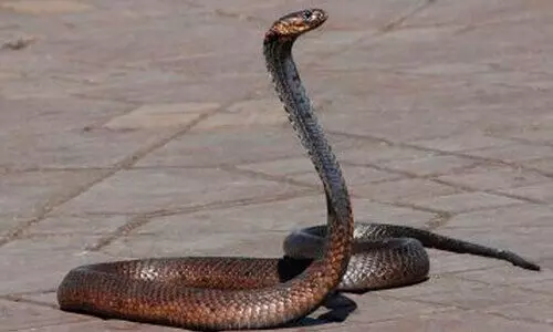 മഞ്ചേരി മെഡിക്കൽ കോളജിൽ കുട്ടികളുടെ വാർഡിൽ പാമ്പ്