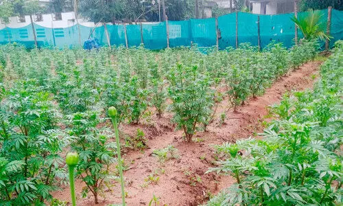 വിരിയുന്നു, പ്രതീക്ഷയുടെ ചെണ്ടുമല്ലി