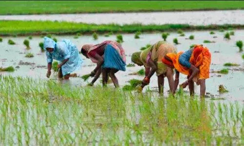 കോൾ പാടങ്ങളിൽ തകർച്ചയുടെ കഥകൾ മാത്രം